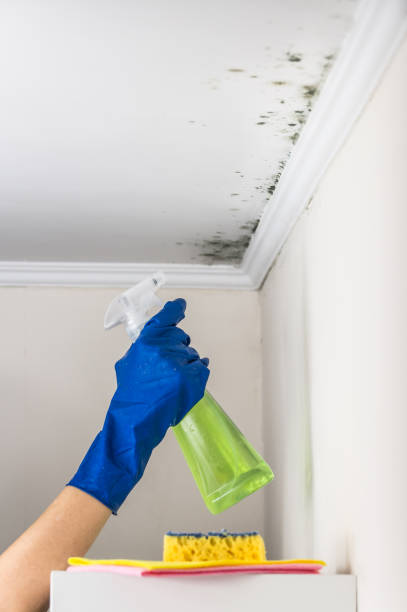 Why You Should Choose Our Mold Remediation Services in Bristol, TN